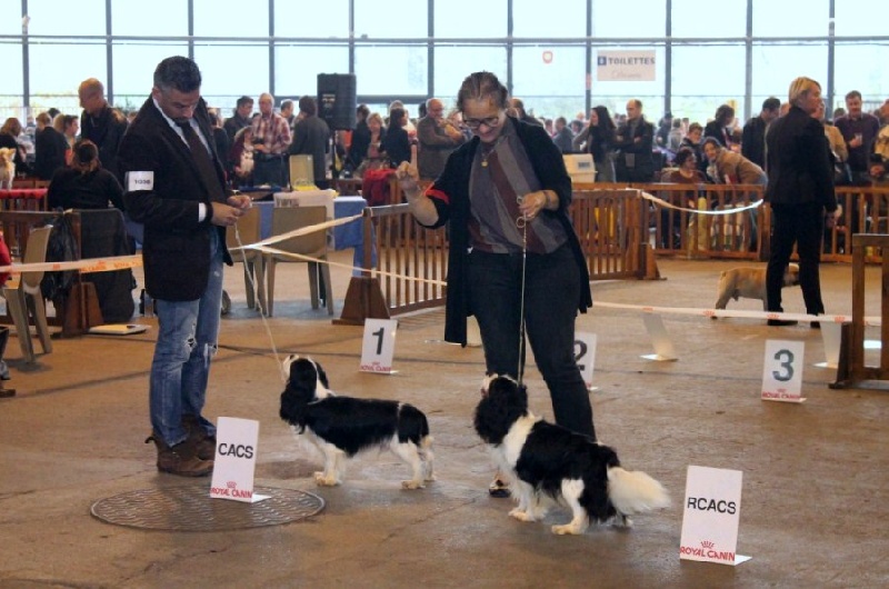 CH. Guapo senor de Bettignies - 1er exc classe inter CACS