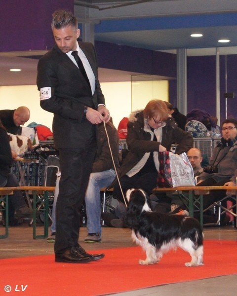 CH. Guapo senor de Bettignies - 2eme exc classe inter rcac