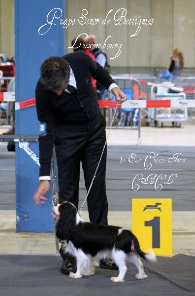 CH. Guapo senor de Bettignies - 1er exc classe inter CACL