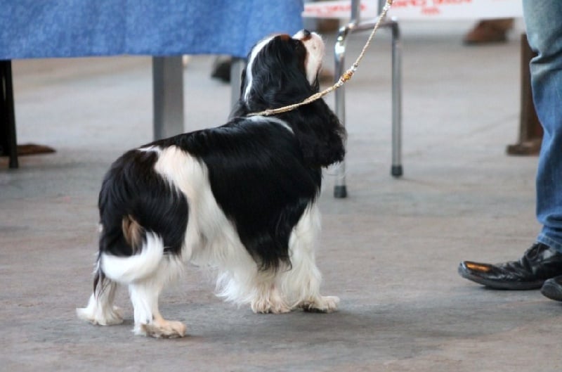 CH. Guapo senor de Bettignies - 1er Exc Classe Inter