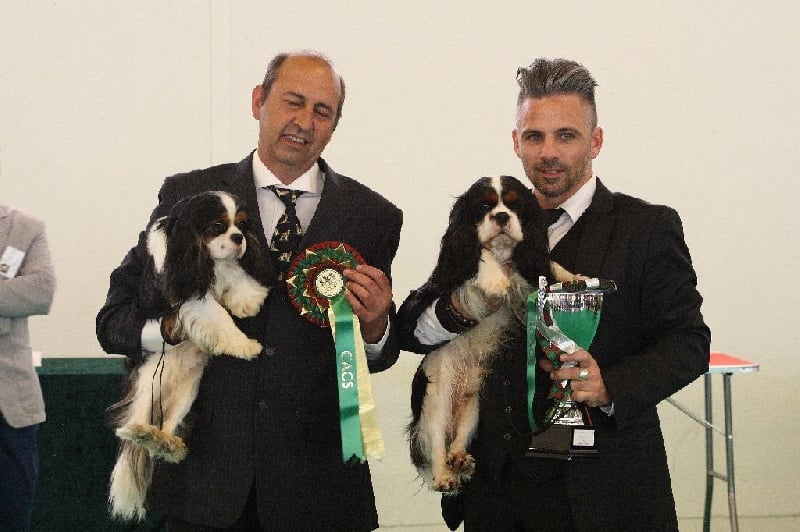 CH. Guapo senor de Bettignies - 2eme RCACS