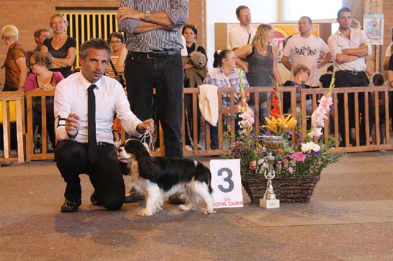 CH. Guapo senor de Bettignies - 1er exc classe jeune