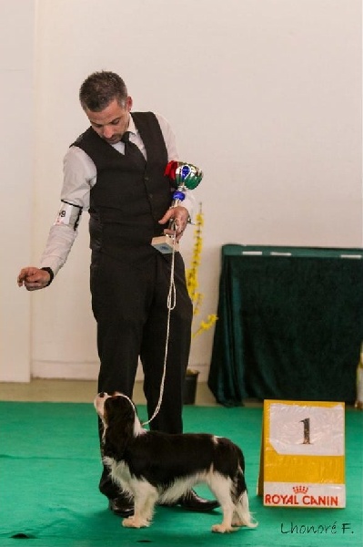 CH. Guapo senor de Bettignies - 1 er exc classe debutant