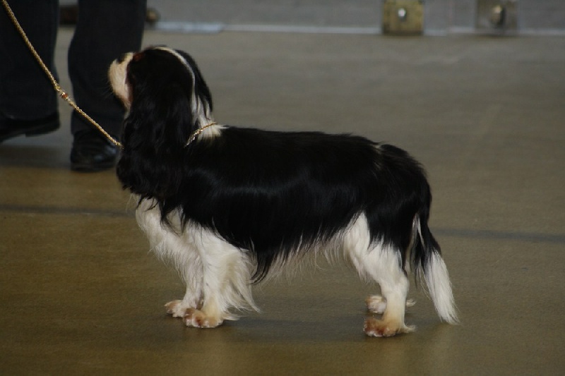 CH. Guapo senor de Bettignies - 2eme exc Classe Inter RCACS