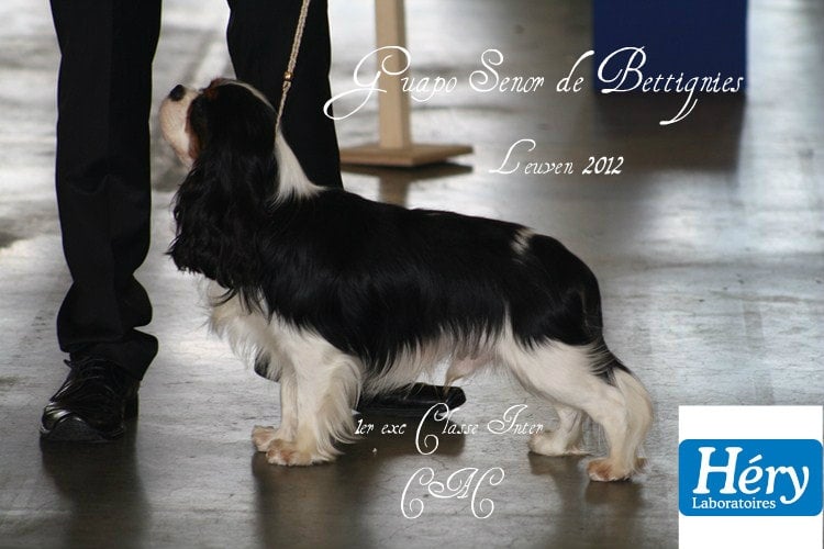 CH. Guapo senor de Bettignies - 1er exc classe inter CAC