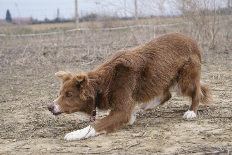 Opale des Terres d'Overcoss