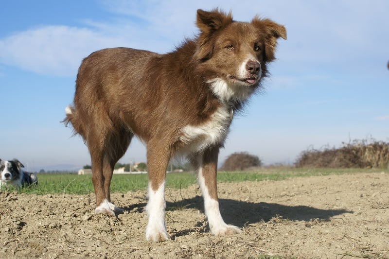 Opale des Terres d'Overcoss