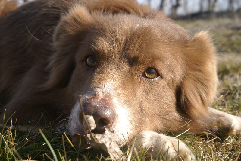 Opale des Terres d'Overcoss