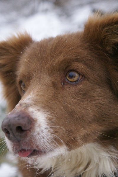 Opale des Terres d'Overcoss