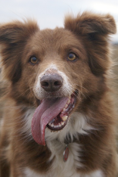 Opale des Terres d'Overcoss