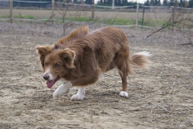 Opale des Terres d'Overcoss