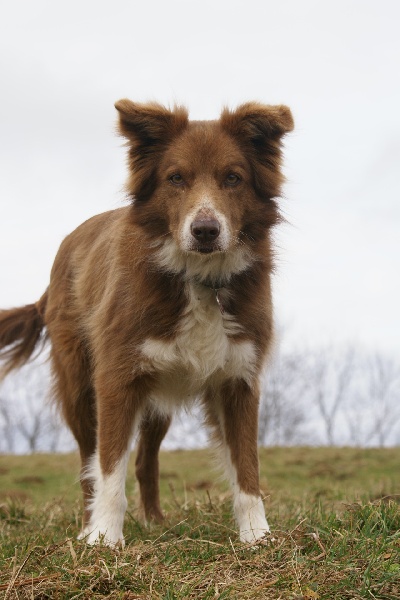 Opale des Terres d'Overcoss