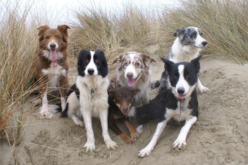 Opale des Terres d'Overcoss