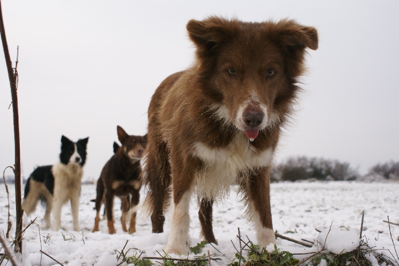 Opale des Terres d'Overcoss