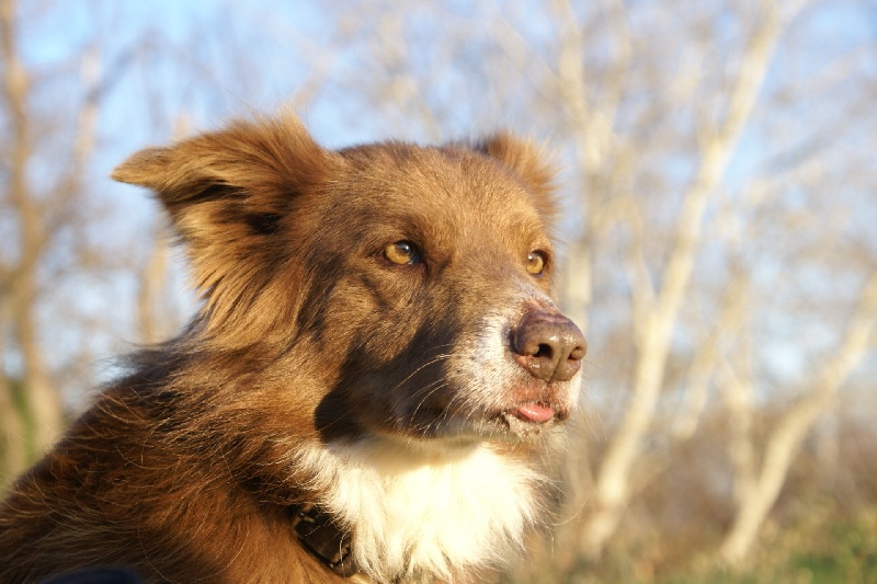Opale des Terres d'Overcoss