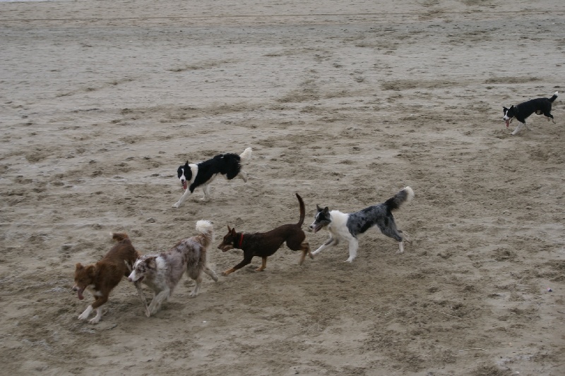 Opale des Terres d'Overcoss