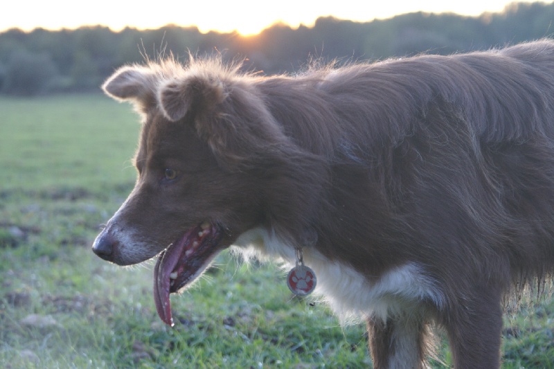 Opale des Terres d'Overcoss
