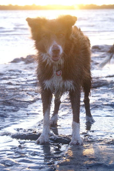 Opale des Terres d'Overcoss