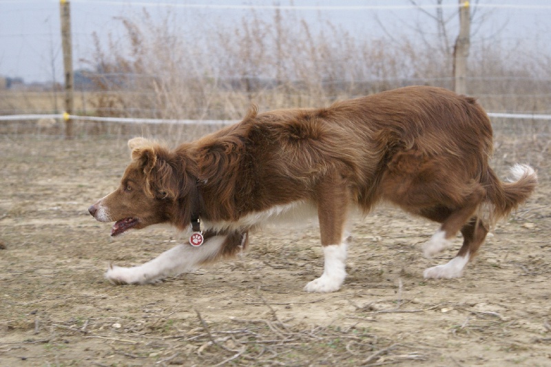 Opale des Terres d'Overcoss