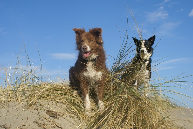 Opale des Terres d'Overcoss