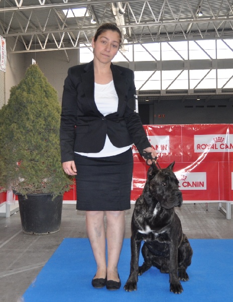 Blizzard Rayla di Cors - MEJOR CACHORRO