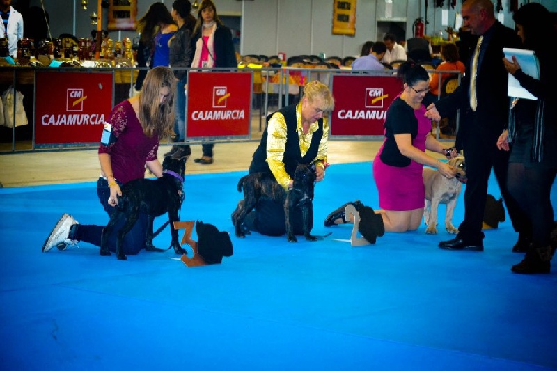 Blizzard Rayla di Cors - MB 2º Clase Baby