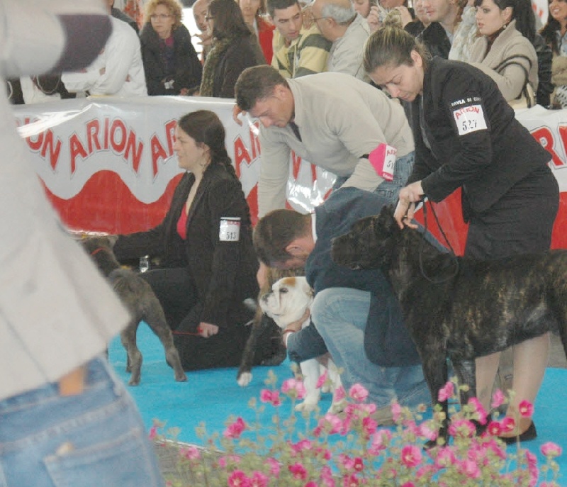 Blizzard Rayla di Cors - MEJOR CACHORRO