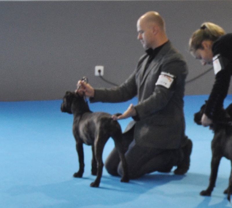 Blizzard Rayla di Cors - MEJOR BABY