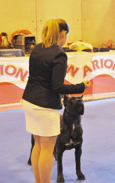 Blizzard Rayla di Cors - EXC 2º Clase Jóvenes Machos-RCCJ