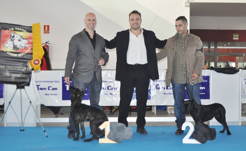 Blizzard Rayla di Cors - MEJOR BABY MACHO