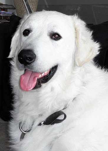 Publication : Meresz Auteur : LATZKO-TOTH