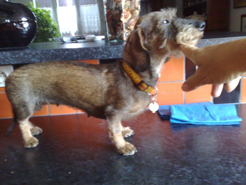 Publication : Meresz Auteur : LATZKO-TOTH