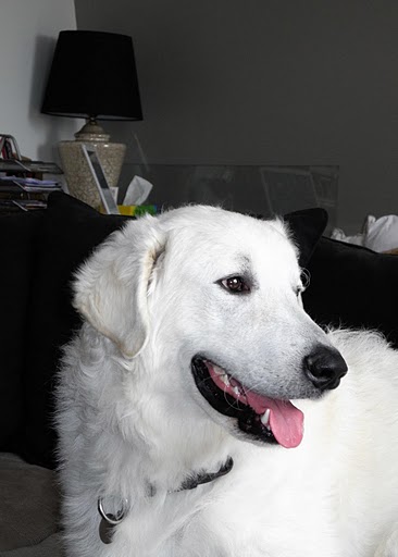 Publication : Meresz Auteur : LATZKO-TOTH