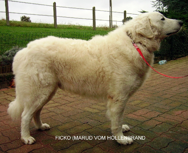 Publication : Meresz Auteur : LATZKO-TOTH