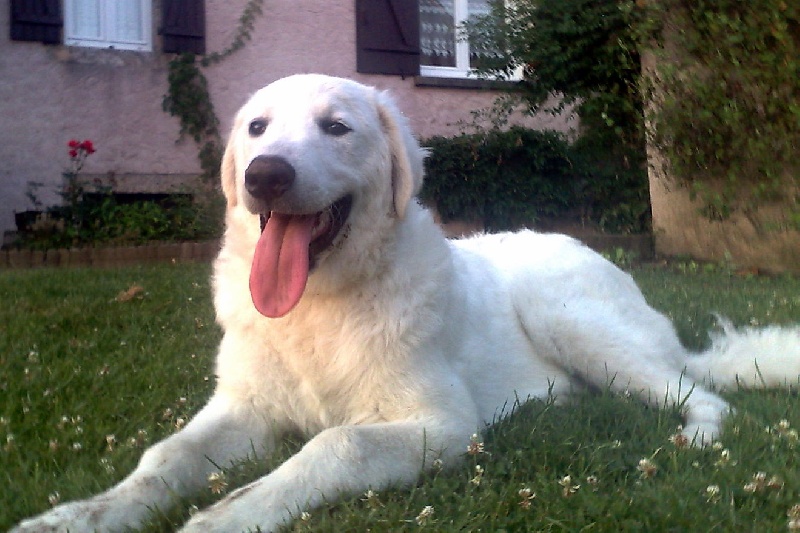 Publication : Meresz Auteur : LATZKO-TOTH