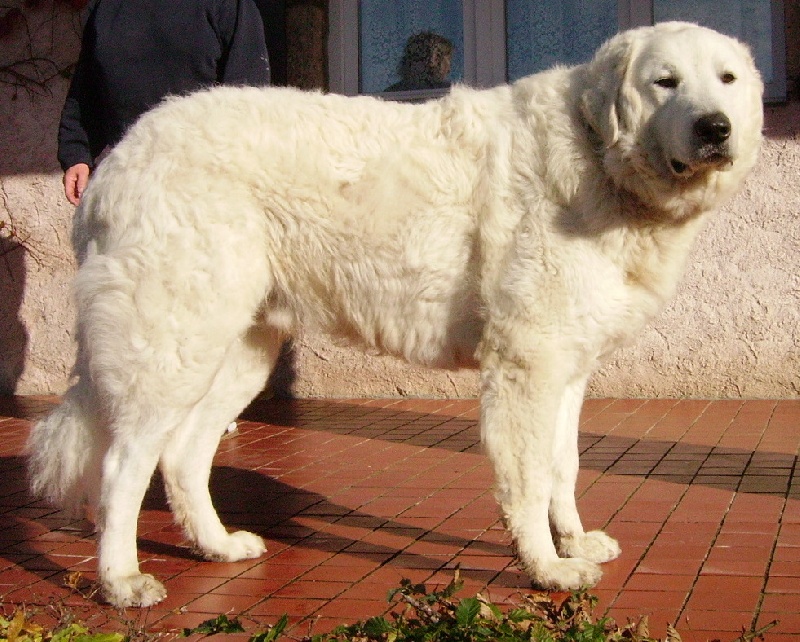 Publication : Meresz Auteur : LATZKO-TOTH