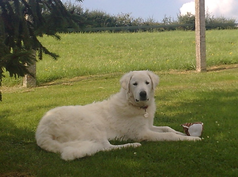 Publication : Meresz Auteur : LATZKO-TOTH