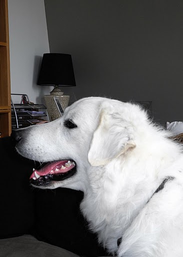 Publication : Meresz Auteur : LATZKO-TOTH