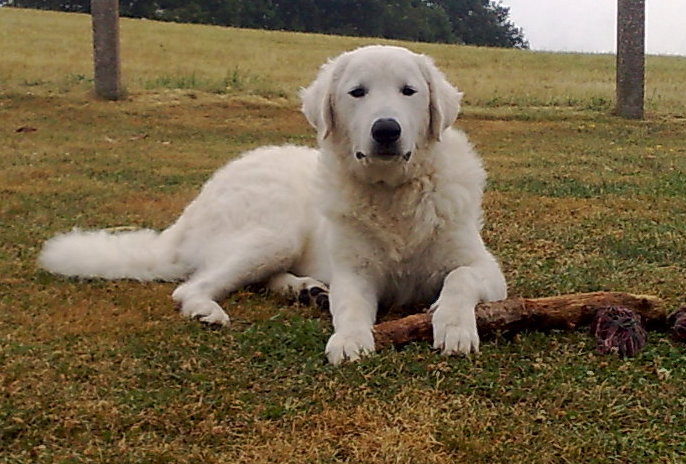 Publication : Meresz Auteur : LATZKO-TOTH