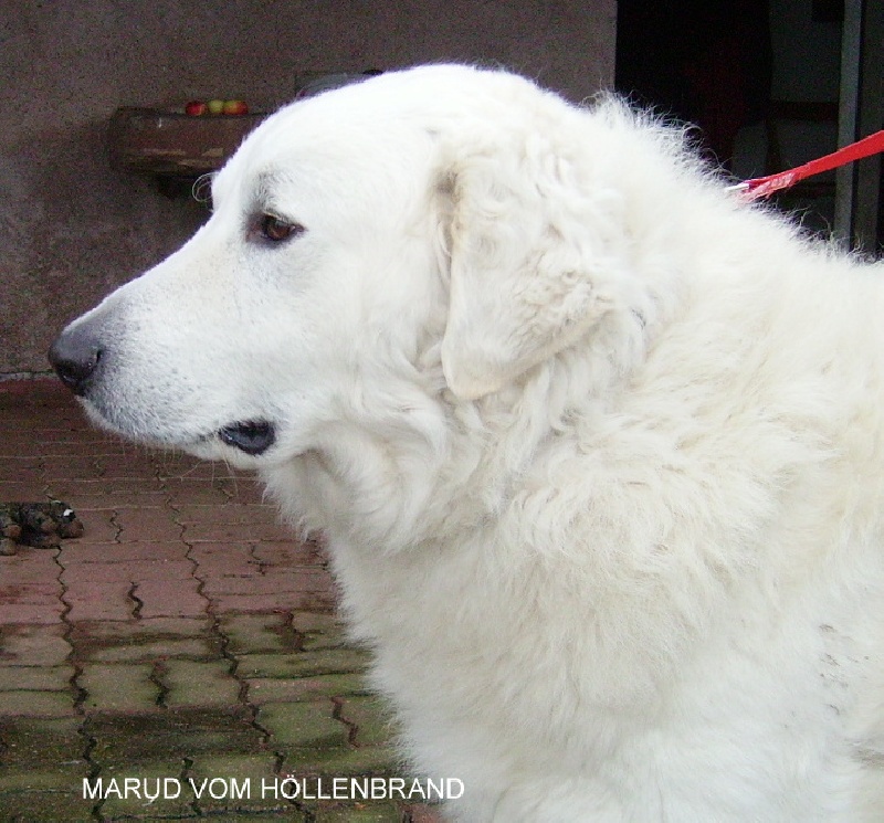 Publication : Meresz Auteur : LATZKO-TOTH