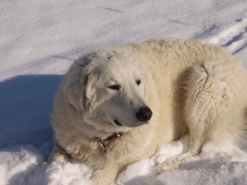 Publication : Meresz Auteur : LATZKO-TOTH