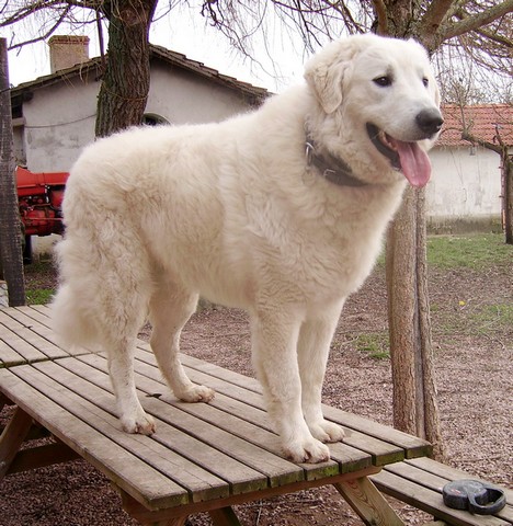 Publication : Meresz Auteur : LATZKO-TOTH