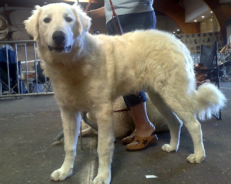 Publication : Meresz Auteur : LATZKO-TOTH