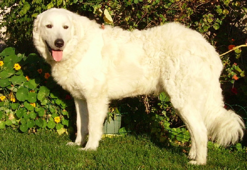 Marud vom hÖllenbrand - CACS. meilleur de race