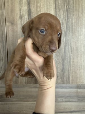 Baguette - Teckel poil ras