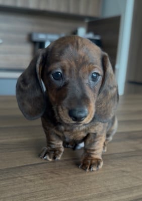 Les chiots de Teckel poil ras