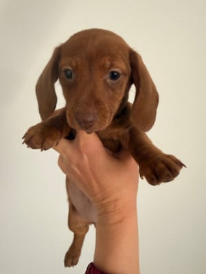 Les chiots de Teckel poil ras