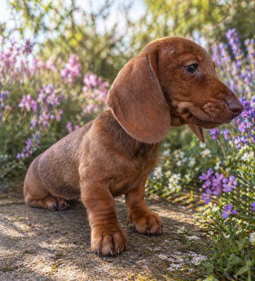 Les chiots de Teckel poil ras
