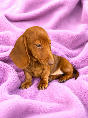 Les chiots de Teckel poil ras