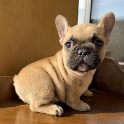 Bouledogue français